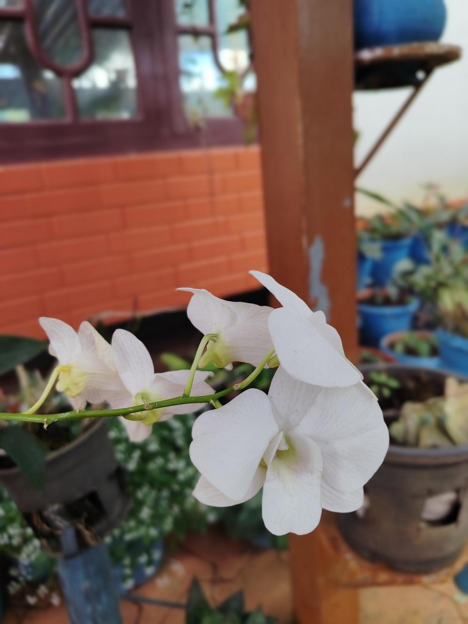 Shivalaya Homestay, Madikeri Siddapura  ภายนอก รูปภาพ
